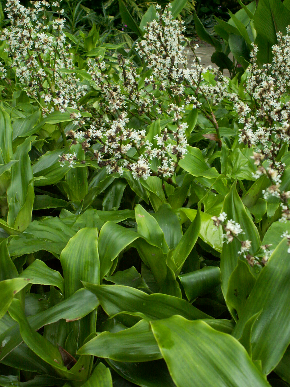 Callisia fragrans